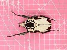 Goliathus beetles for collectors | Goliathus cacicus, atlas
