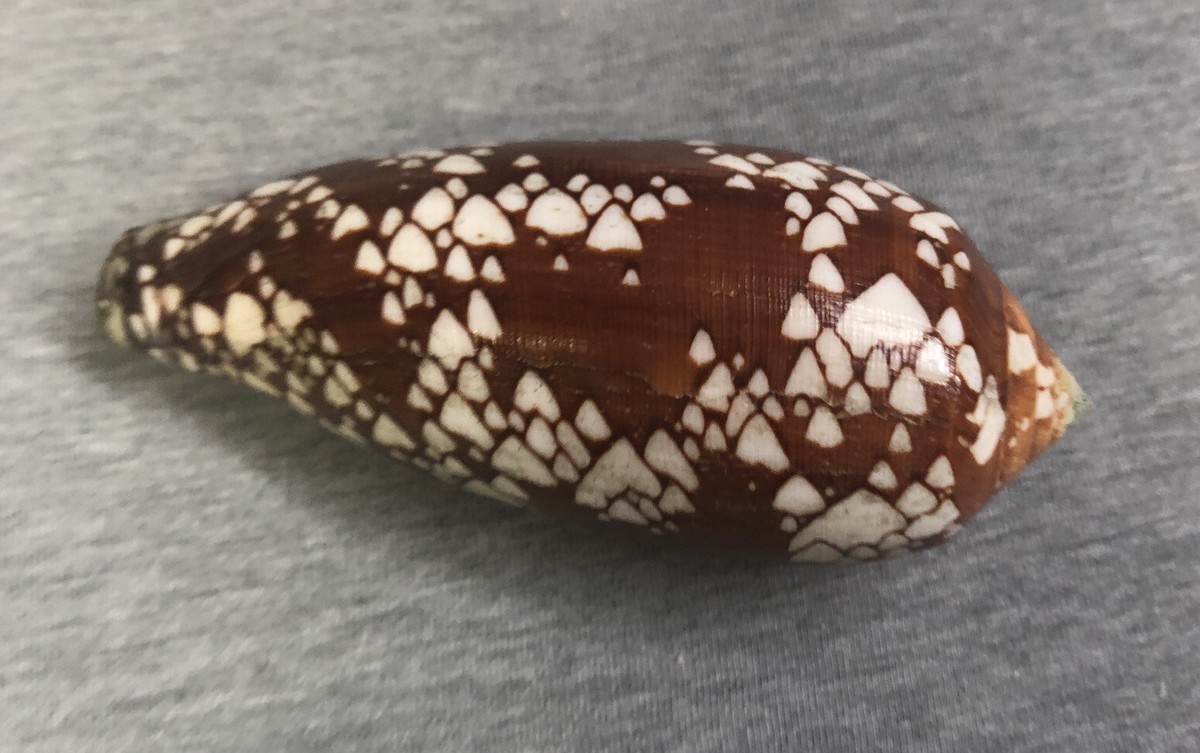 Conus aulicus (Princely Cone) 105.1mm !!! | eBay