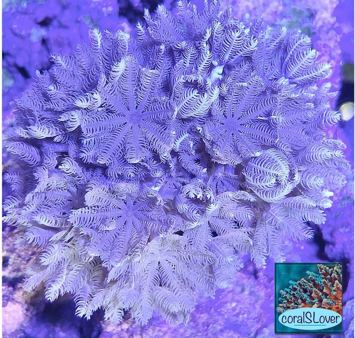 live coral Red Sea Pulsing Xenia 