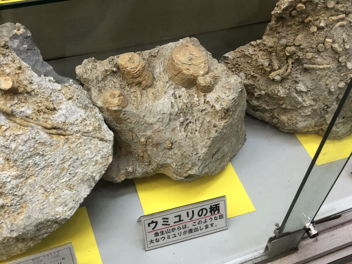 建物の中も外も化石まみれな金生山化石館に行ってきた、入館料100円で