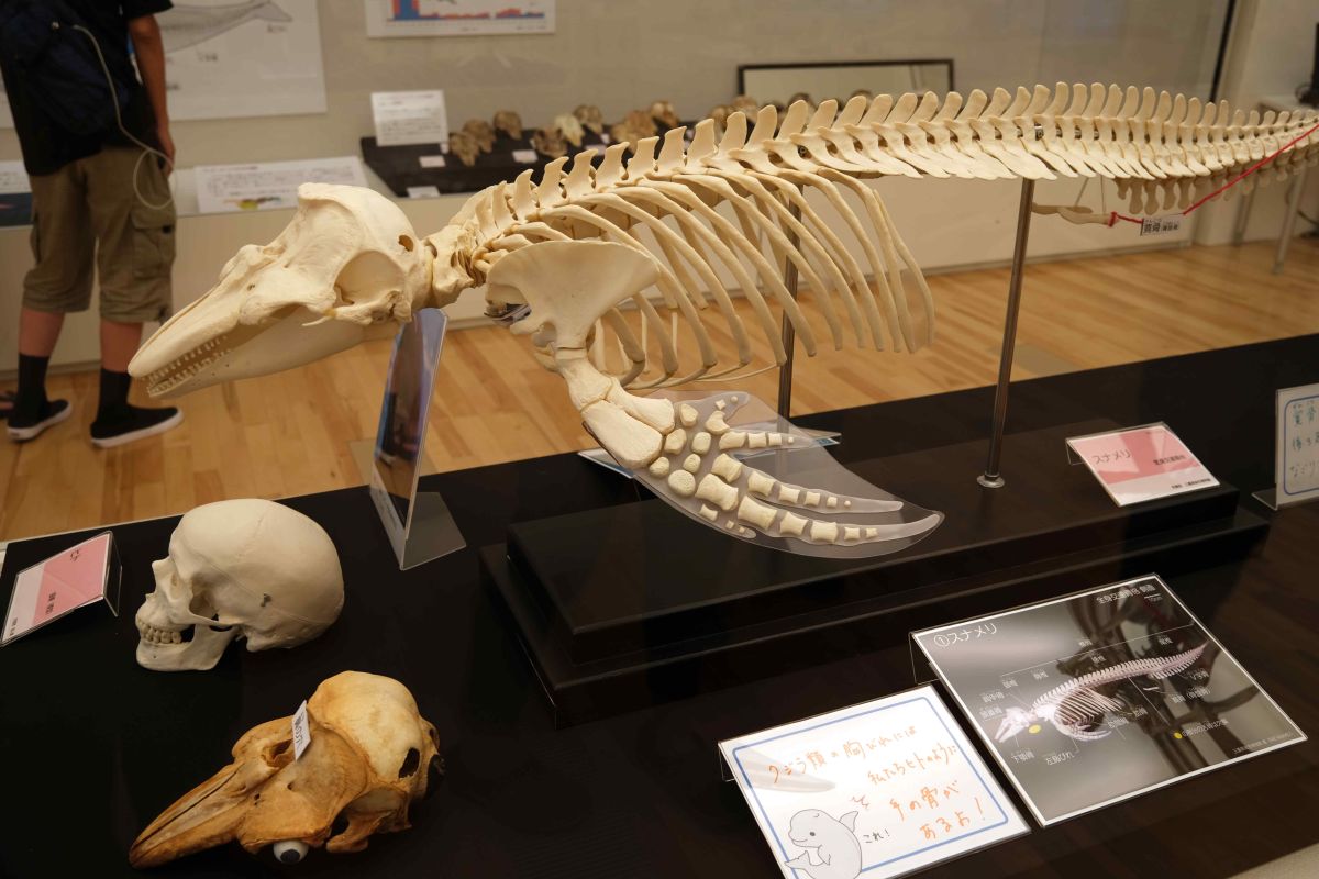 イルカ 骨 12.JPG