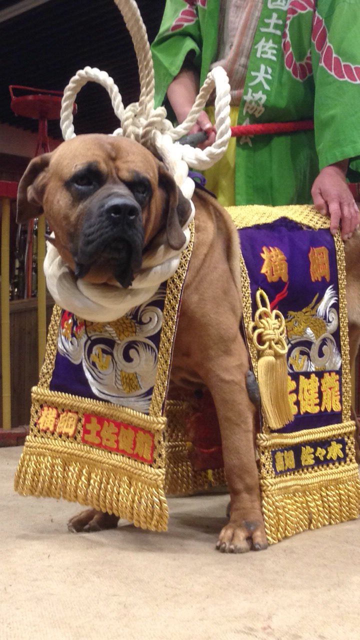 土佐闘犬 土佐犬 引き綱 全長約2.9m 赤 綱直径約35mm ふさ