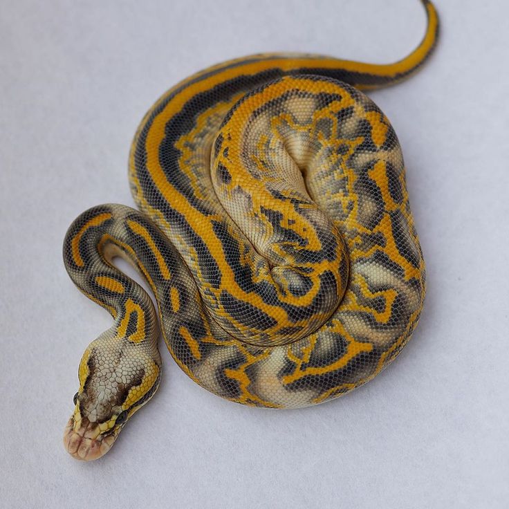 PerthpewterLE09Spellot