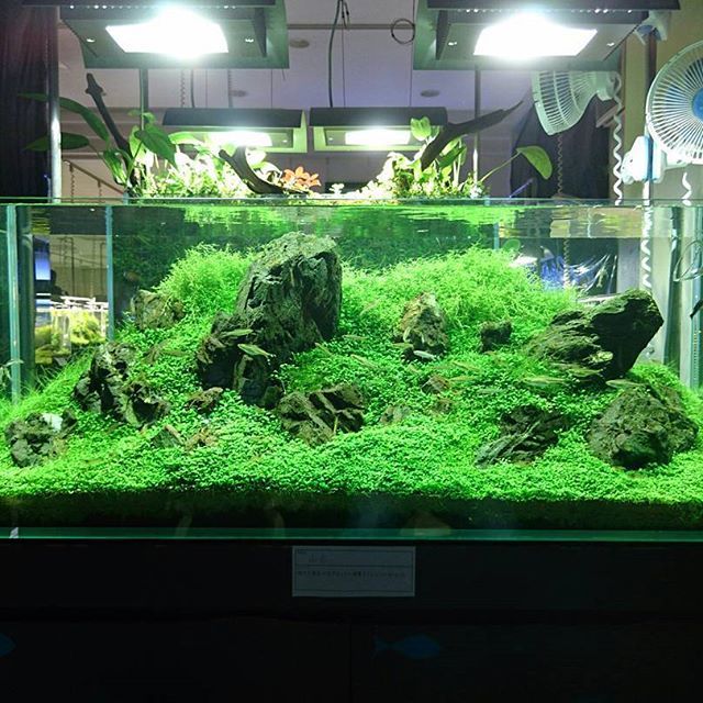 万天石アクアリウムADA 山谷石 アクアリウム ADA 石組レイアウト 水草