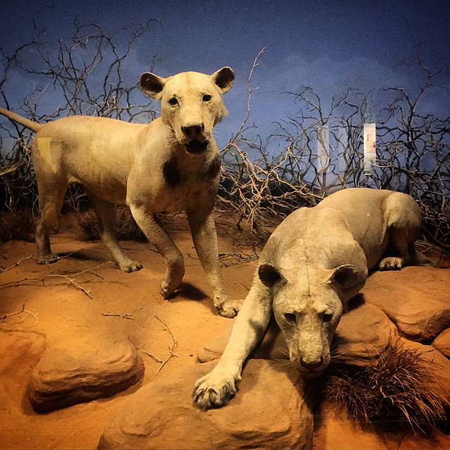 1898年、地元で「ゴースト」と「ダークネス」として知られる2頭の