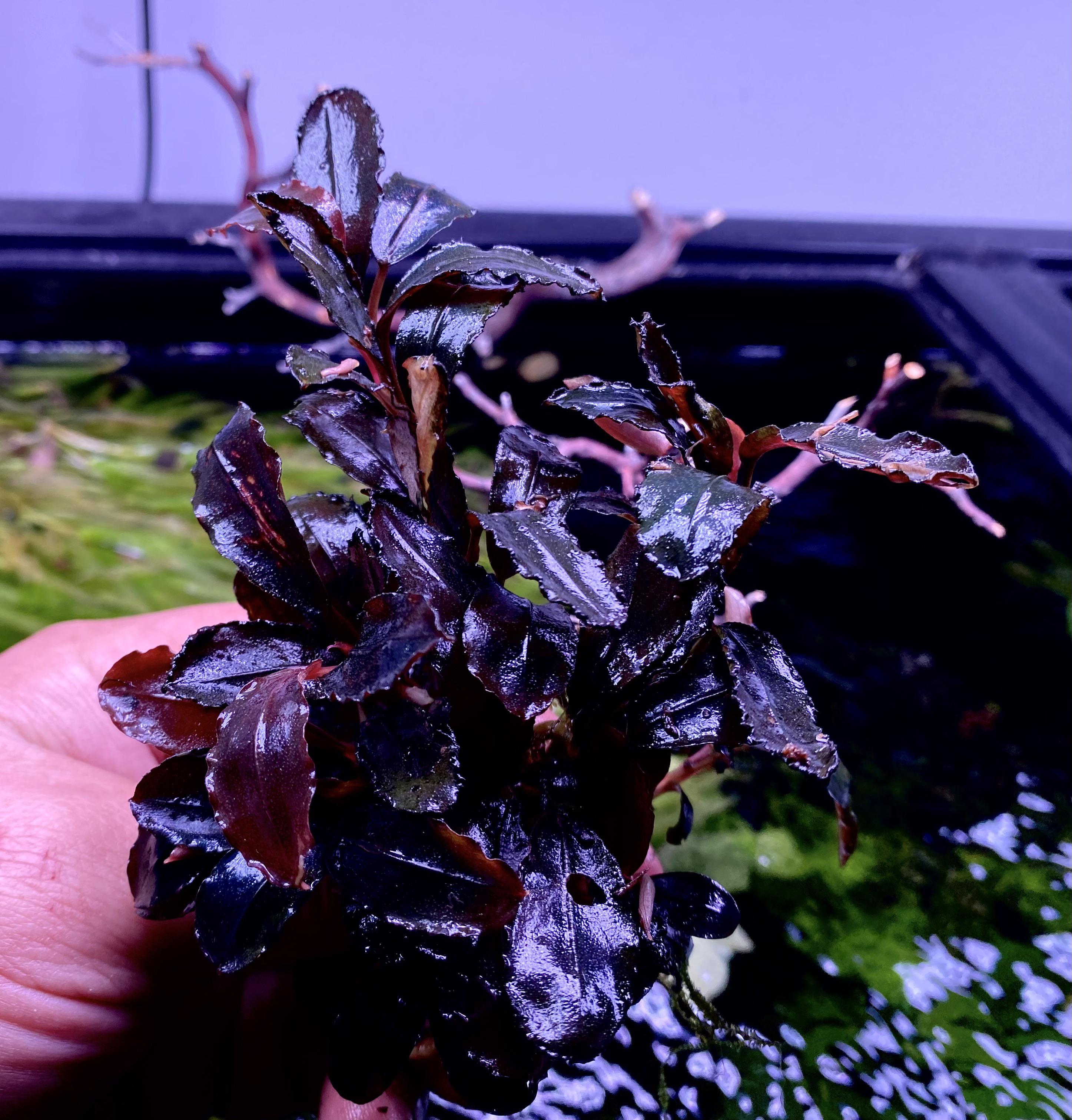 Ghost 2009 so pretty. Anyone else collect Bucephalandra? : r