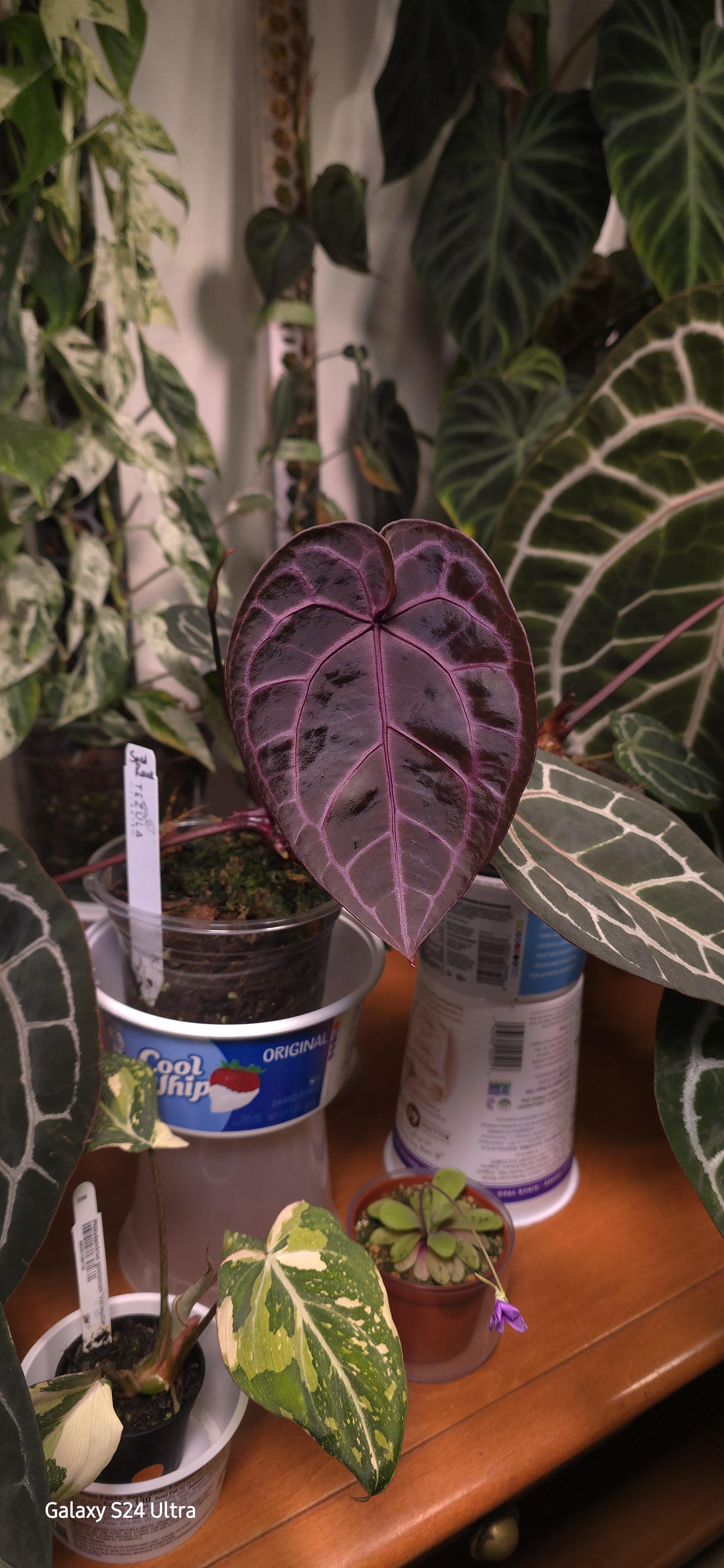 Zara x Michelle) x Red Crystallinum emergent leaf : r/Anthurium