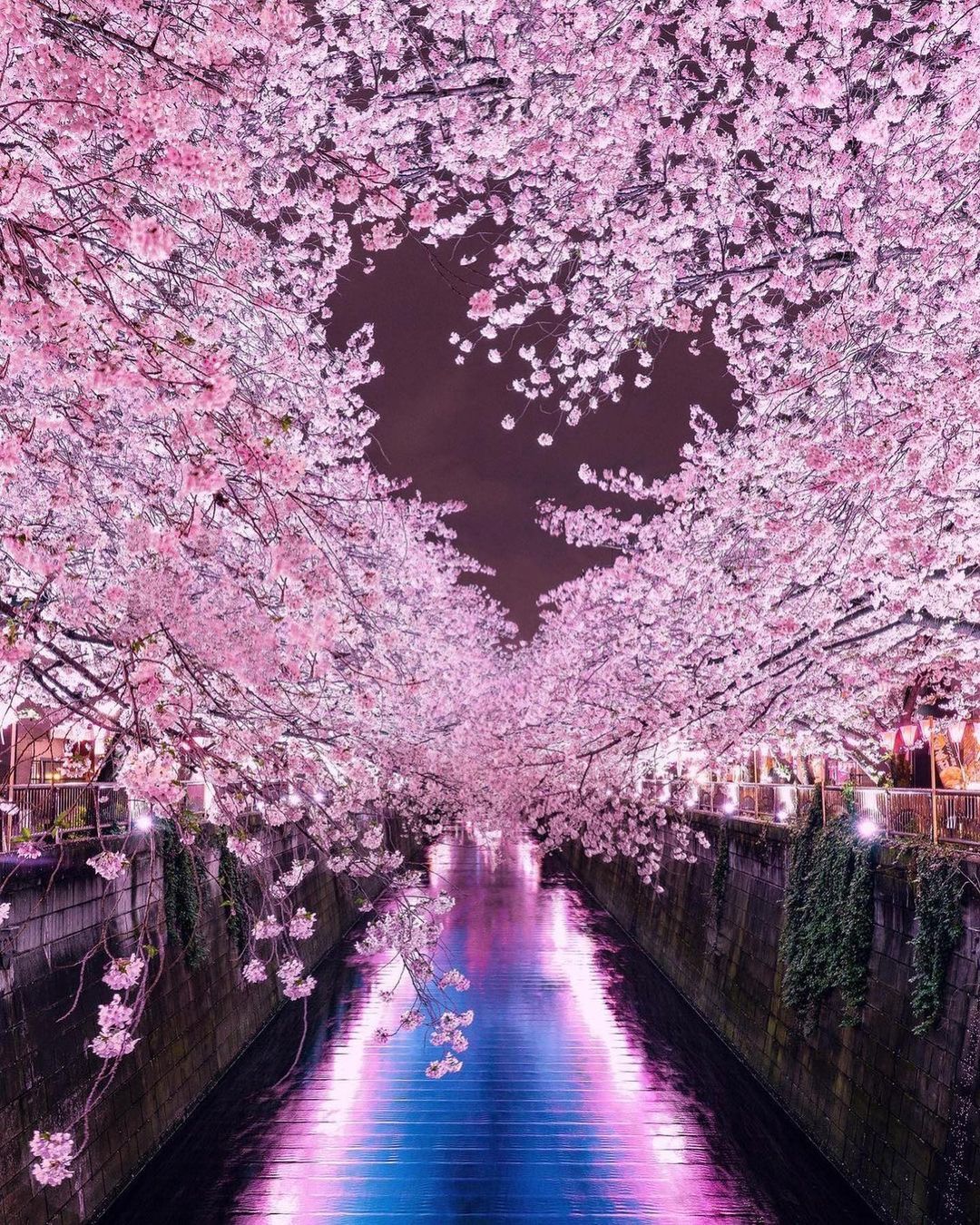 🔥 Spring in Expo 70 Commemorative Park, Osaka Japan : r