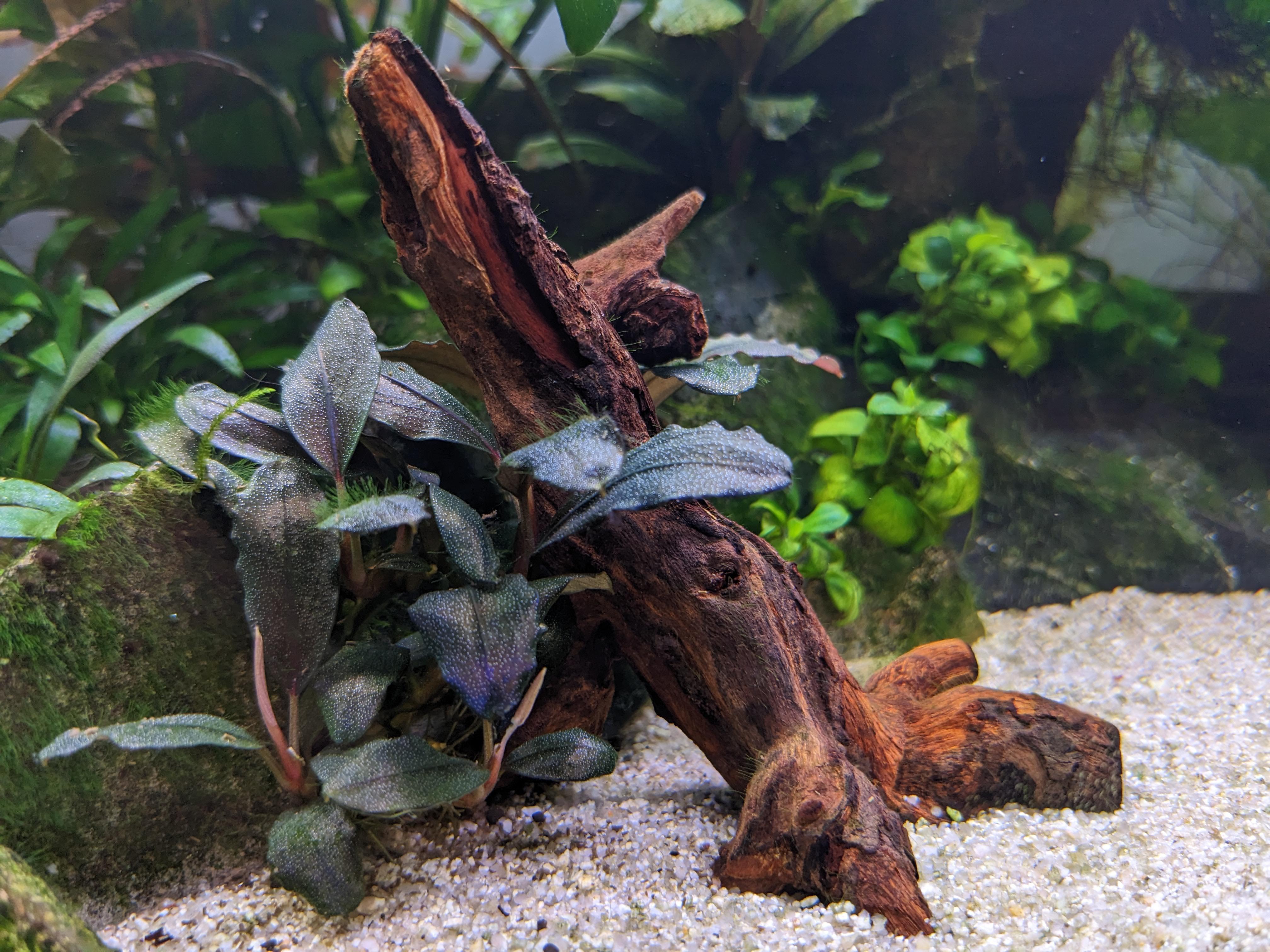 お気に入りの植物：ブセファランドラ・スケルトンキング…うっとり