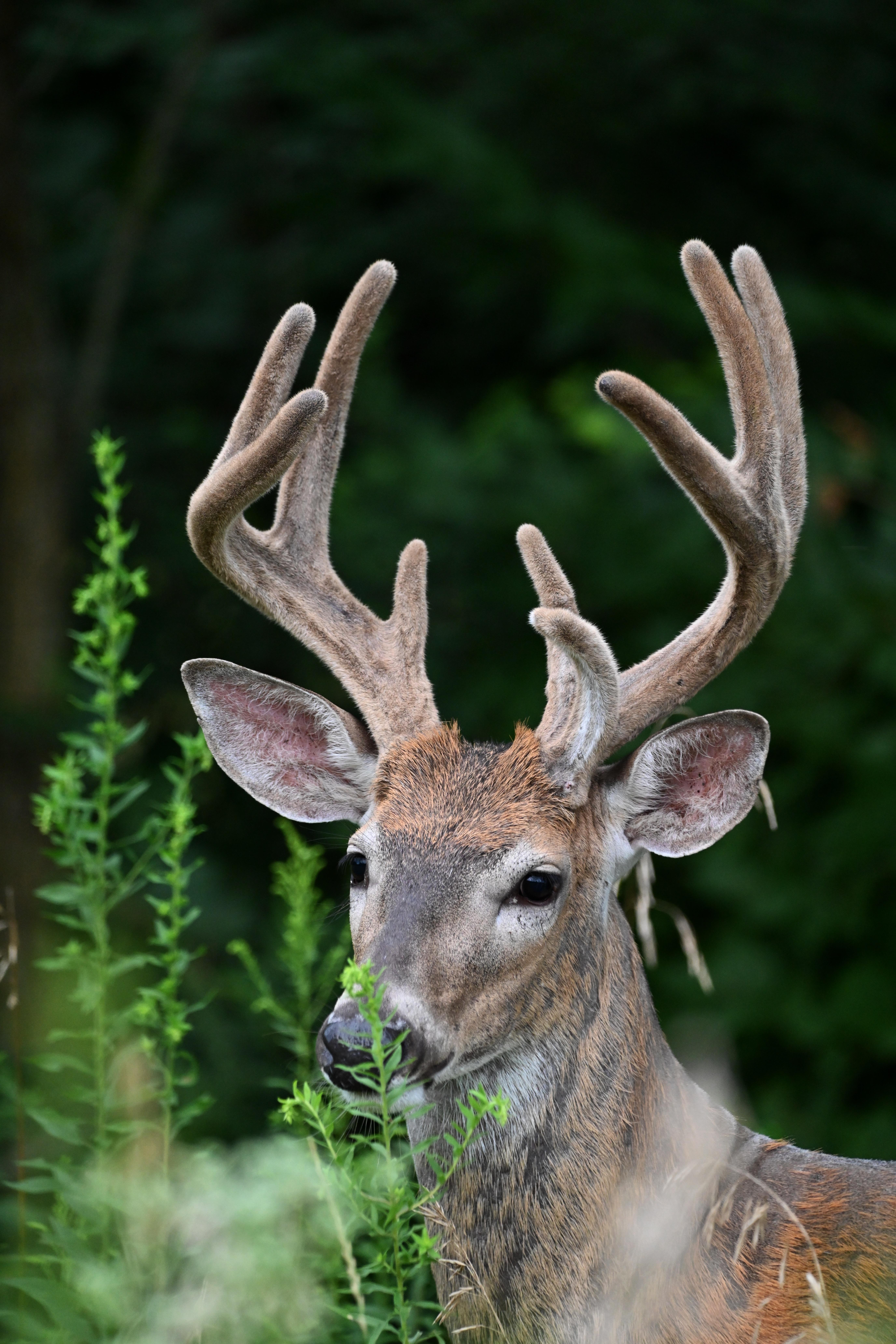 Late Summer Buck. Taken in Illinois, USA on August 13th, 2022