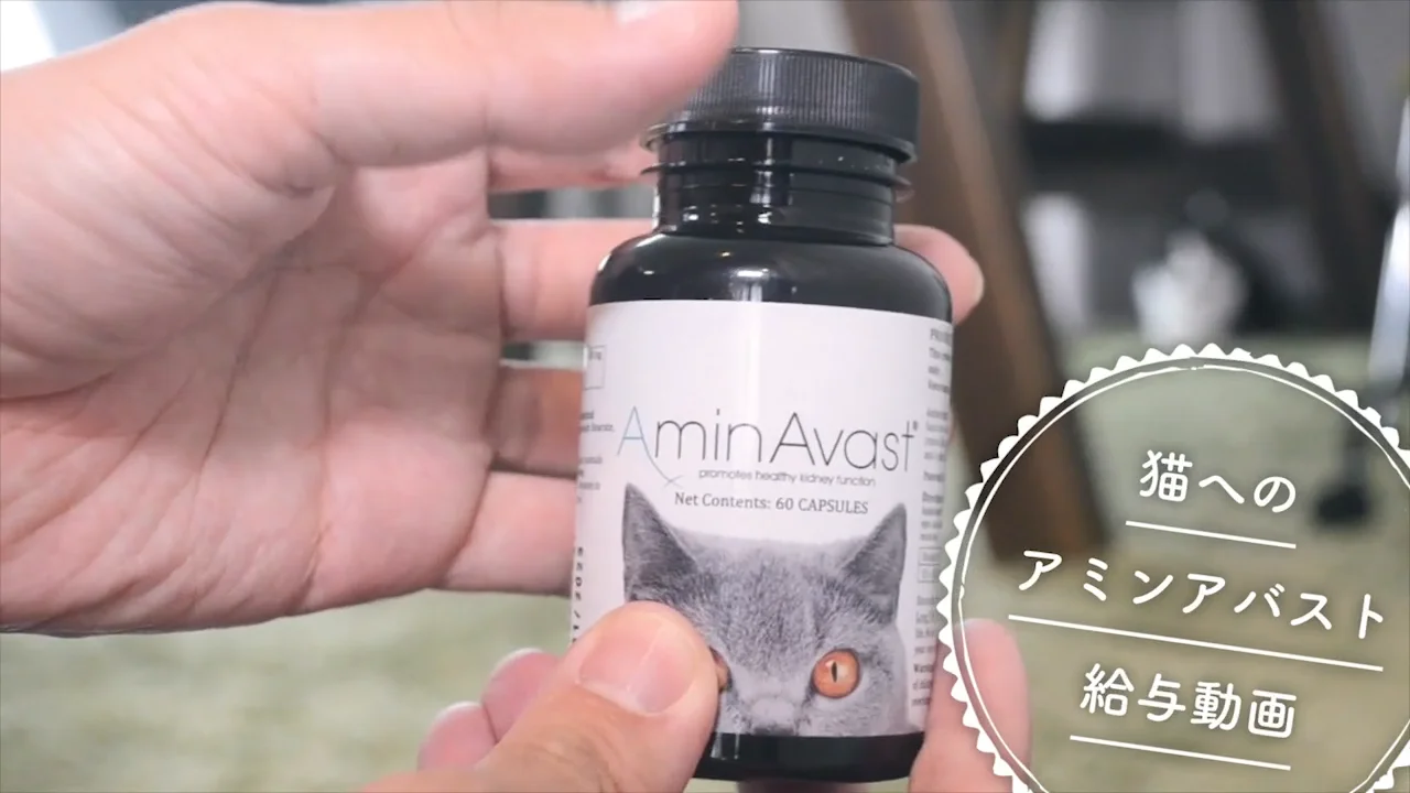 アミンアバスト - animato