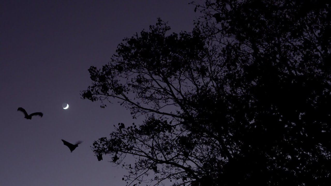 香炉 メノウ 桃とコウモリ 香炉 メノウ 桃とコウモリ 桃と蝙蝠 平碗