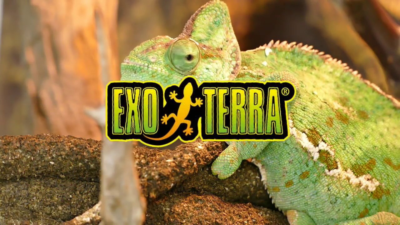 爬虫類の湿度管理、水分補給に！「モンスーン ソロ」 - YouTube