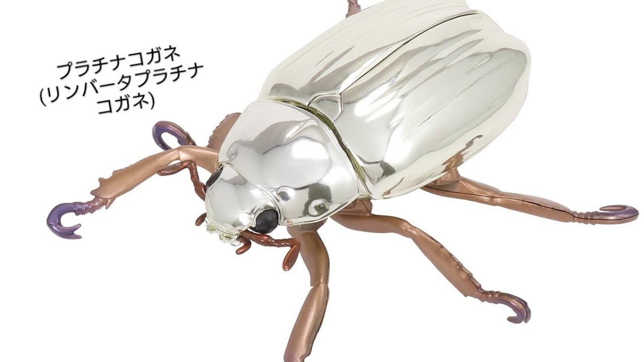 コスタリカ産 アウリガヌスキンイロコガネ 26mm コスタリカ産 アウリガ