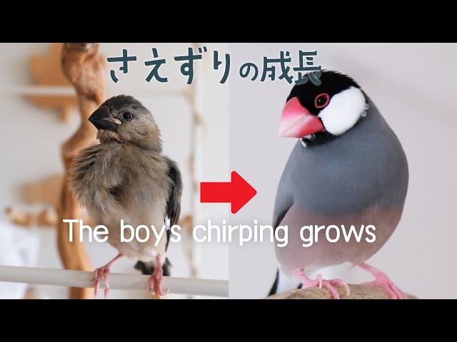 貴重】ぐぜり→さえずり詰め合わせ🐧少年・桜文鳥ひかる君&こっこ君