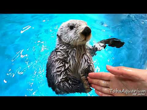 ラッコのキラちゃん トレカ2枚セット（レア、ノーマル） ラッコのキラ