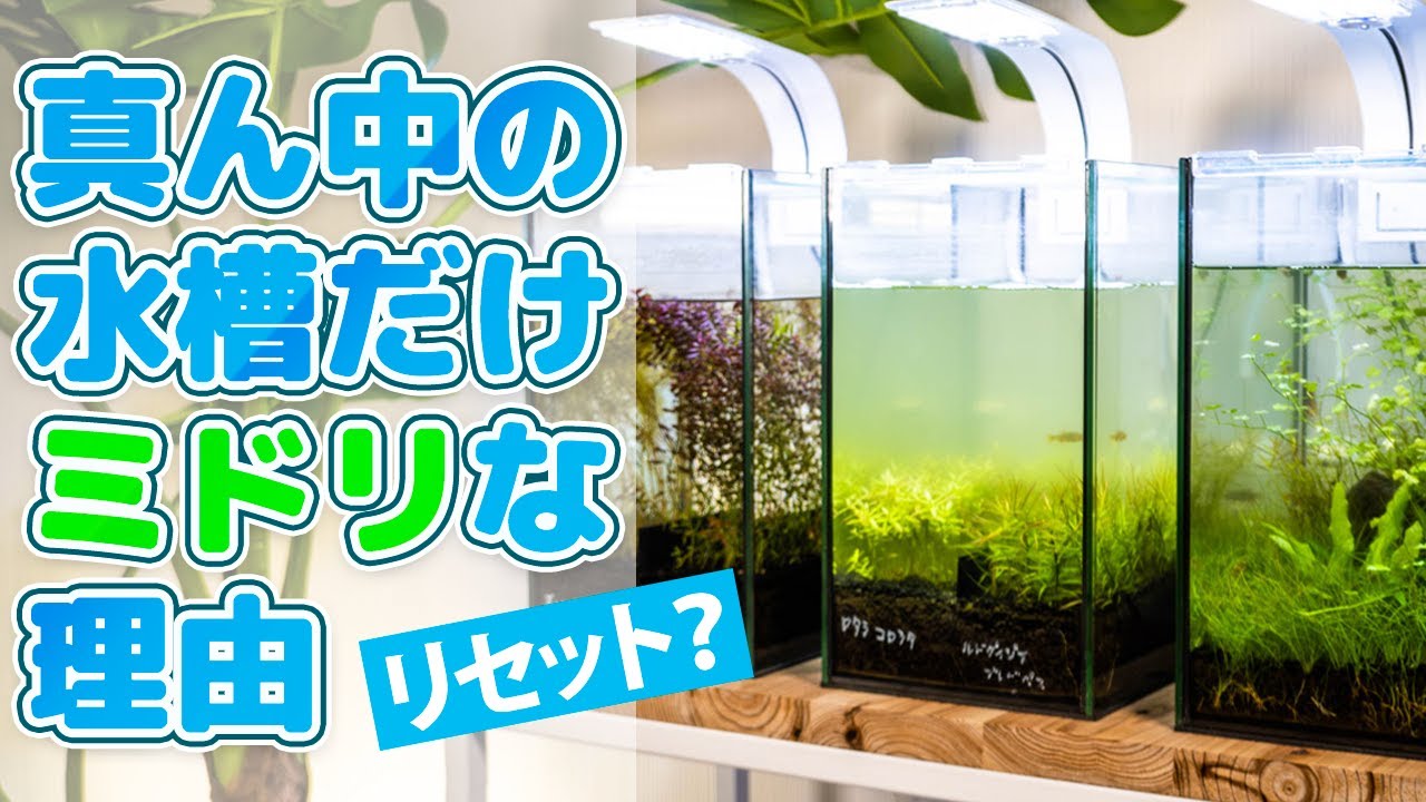 The water in my aquarium is murky green! Is this green water? I