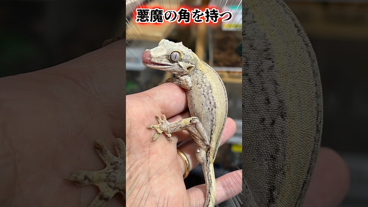 A strange gecko with devil horns! - YouTube