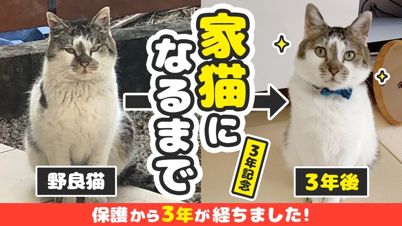 Three years have passed since we rescued an injured stray cat