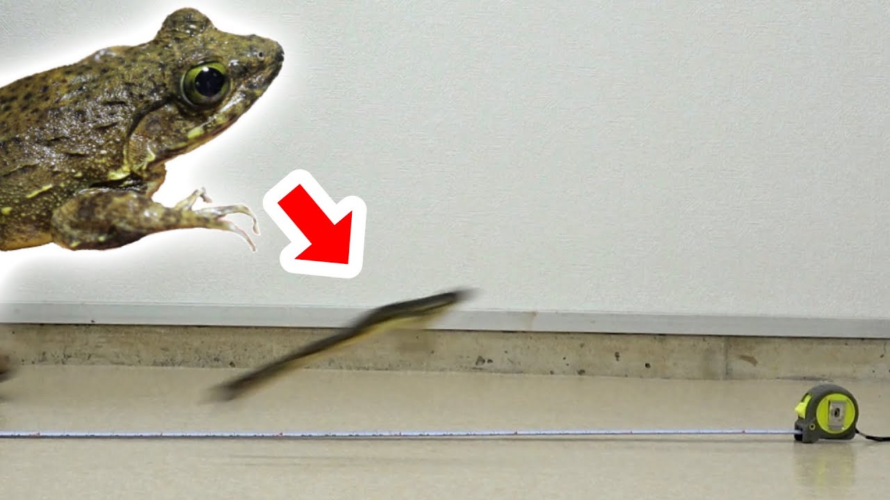 The jumping power of the world's largest frog, the Goliath frog