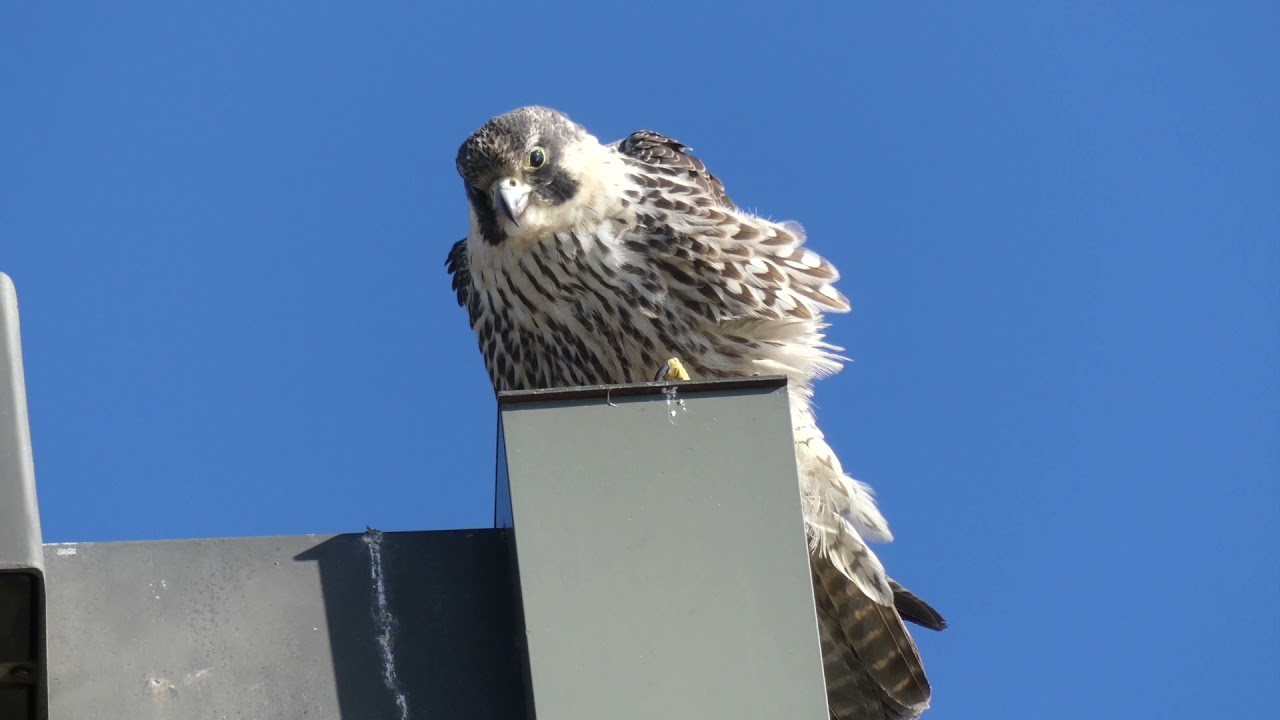 ニューヨークでハヤブサに遭遇！アメリカで絶滅危惧種 世界最速の鳥