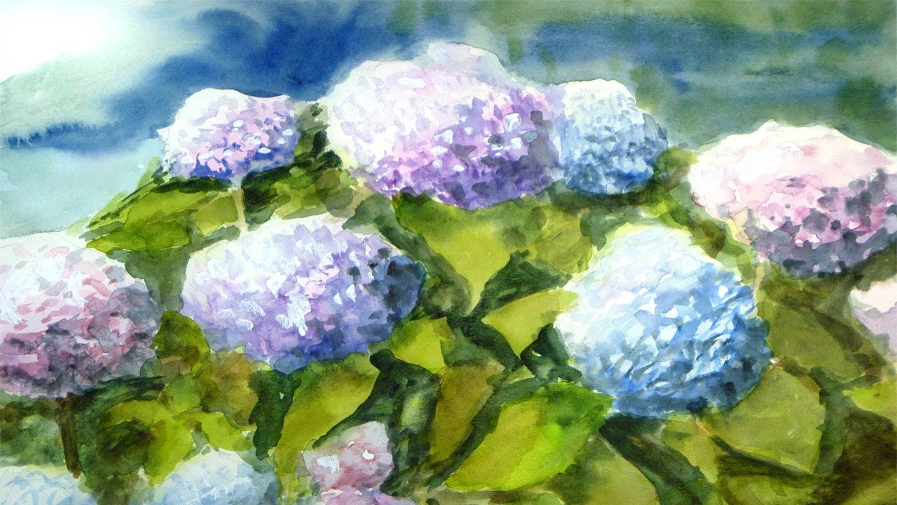 紫陽花 あじさい 【透明水彩】 ／ Hydrangea 【Watercolor】 ／梅雨の
