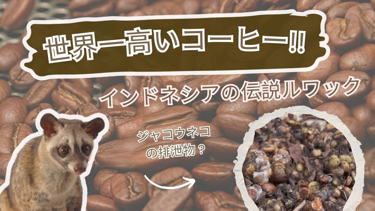 世界一高いコーヒー！インドネシア伝説のコピ・ルアクに出会うまで