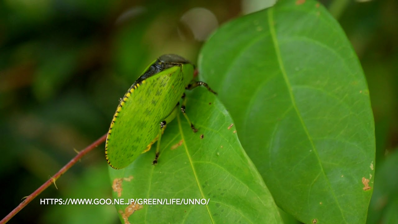 葉に似たキリギリス Leaf mimic katydid - YouTube