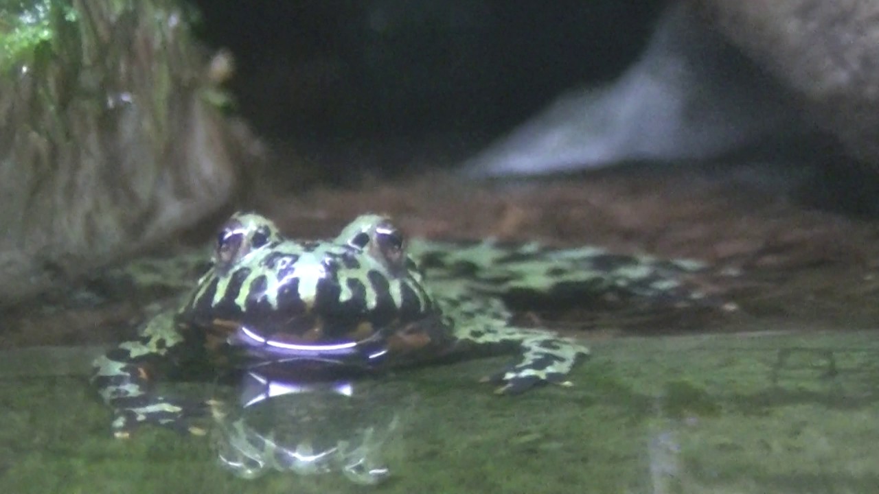 カエル燭台 Toad-a-Lope Treasure Mountain - Smells like Frogs Breath