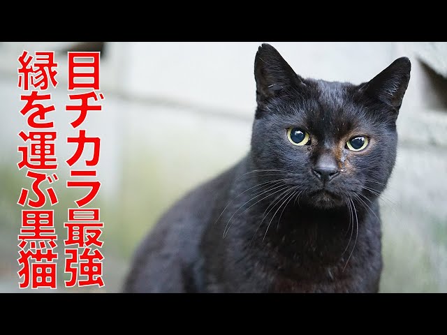 黒額縁ご確認ページ 「プカプカ猫」 黒額縁ご確認ページ「プカプカ猫」