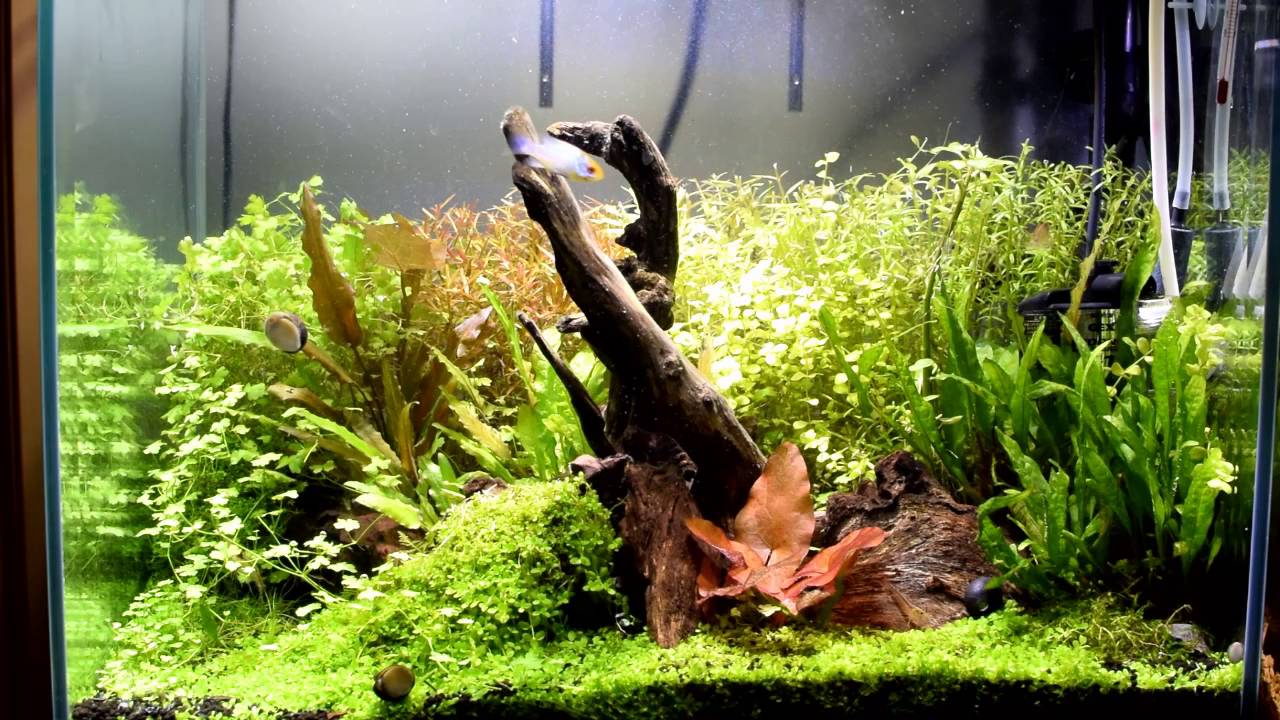 流木レイアウト水草水槽 後景草のラインと揃えるトリミング - YouTube