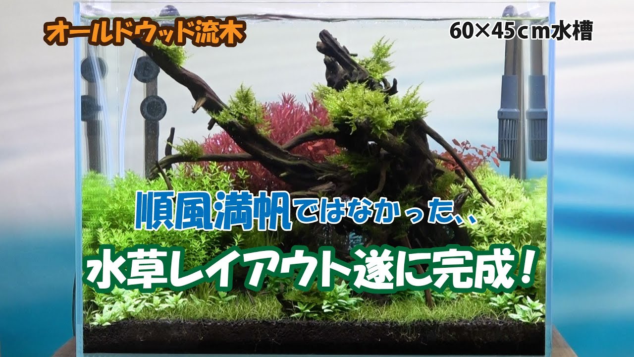 流木レイアウト】オールドウッド流木でつくる水草レイアウト、いよいよ