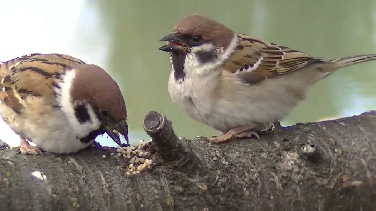 枝上の餌場に飛んで来る雀達 20260122（天満宮） - YouTube