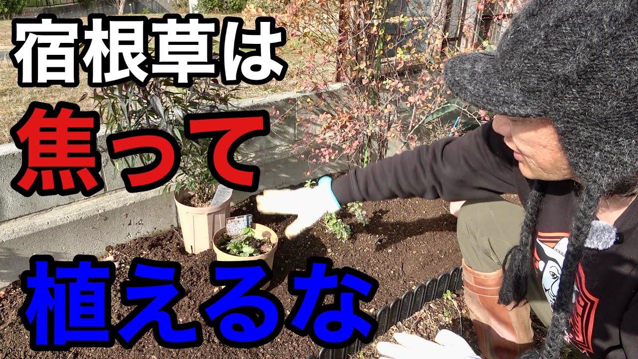 I always fail, so this year I'm going to change the way I plant