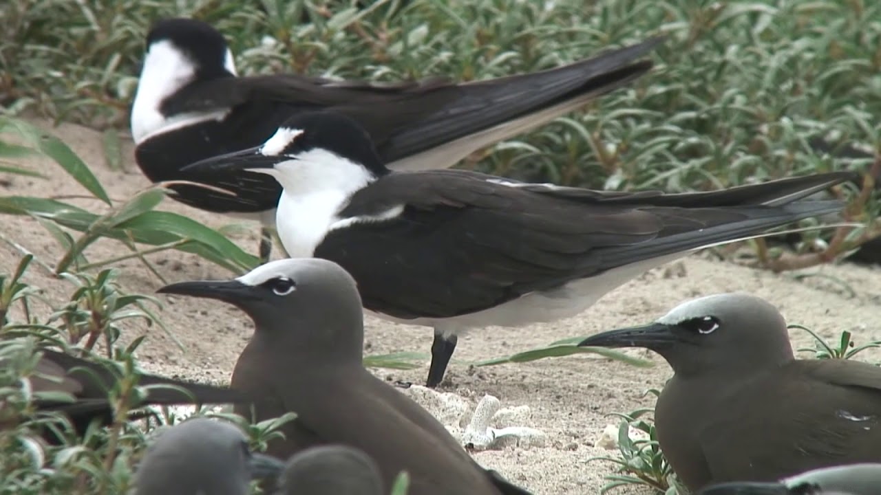 セグロアジサシ（1）夏鳥（ケアンズ・ミコマスケイ島） - Sooty Tern