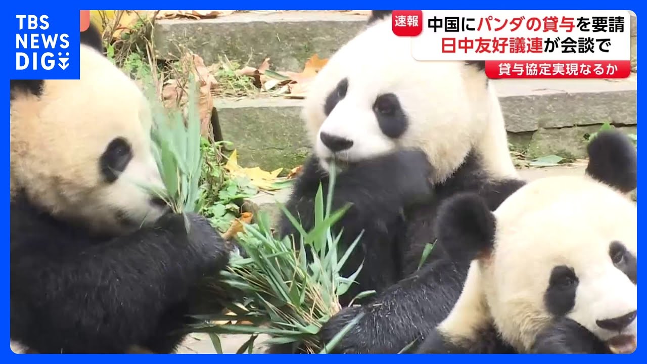 超党派の日中友好議連 中国側に対しパンダの貸し出しを要請 国内の6頭