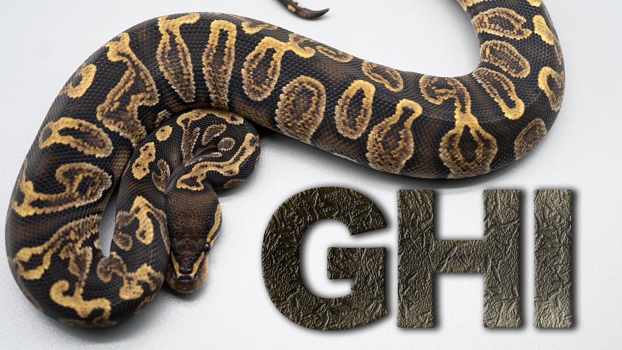 The Allure of Inky Black GHI｜Ball Python Morph List - YouTube