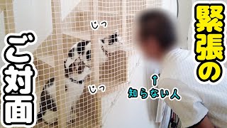 Visitors】My cats' reactions when lots of strangers come over are