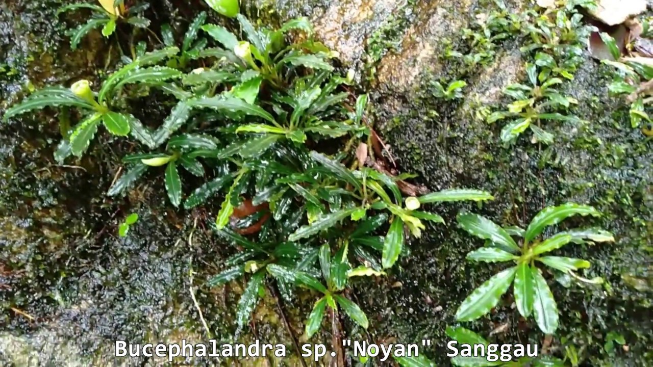 No.34 Bucephalandra sp. 