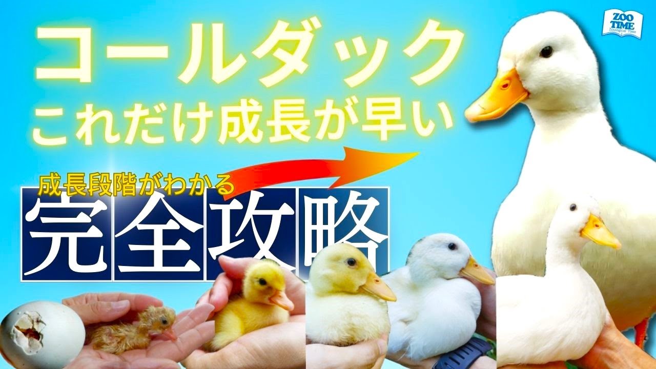 アヒル、コールダック用飼料 10kg オリエンタル酵母工業ms アヒル