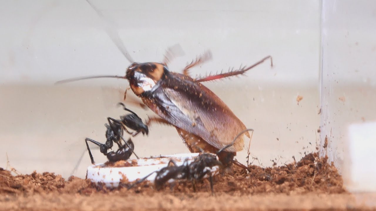 パラポネラ（巨大アリ）にゴキブリを狩らせた - YouTube