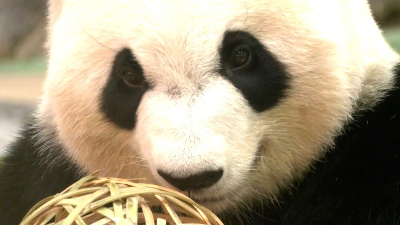 パンダ 良浜・結浜・彩浜・楓浜 6/28帰国 5/26〜検疫期間 屋外運動場の