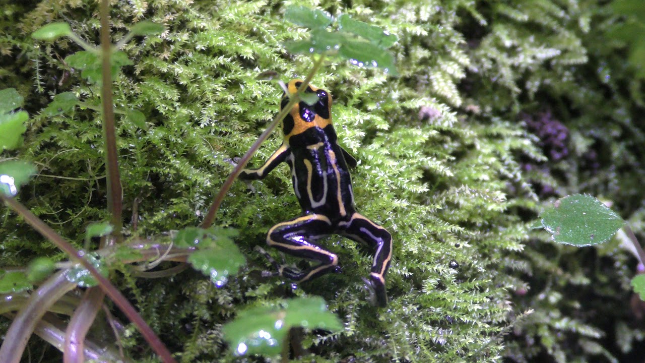 Red-headed poison frog (KawaZoo, Shizuoka, Japan) September 30