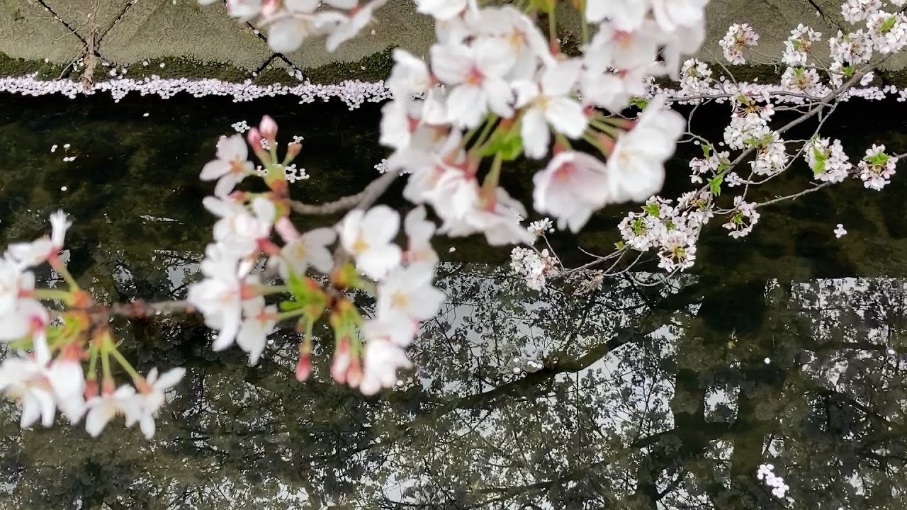 三好達治 ＜甃のうへ＞ - YouTube