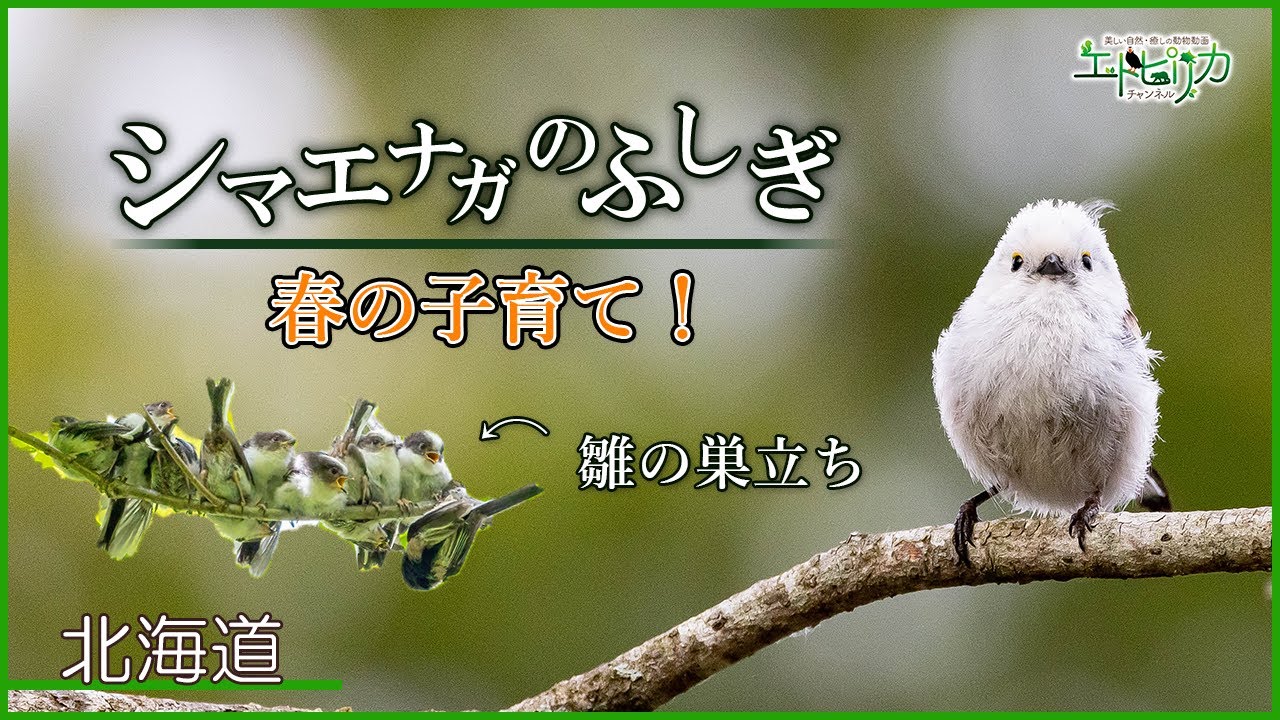 草むらから歩いてたらいきなり出てきた伝説のシマエナガ 笑いながら