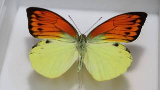 週末価格‼️ヒイロツマベニチョウ♂異常型標本☆アンボン島産☆稀異常