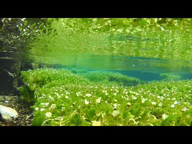 油彩/梅花藻のある川 油彩/梅花藻のある川 油彩/梅花藻のある川 地蔵川