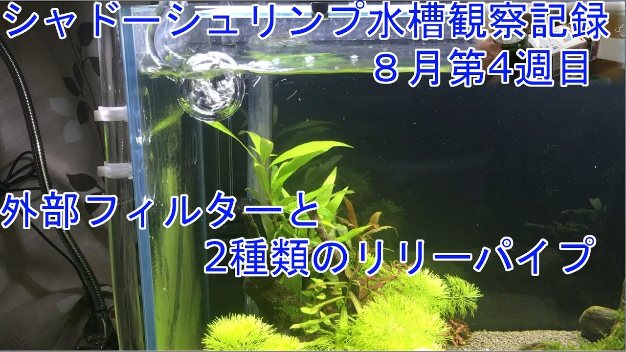 週刊】エーハイム2213と中華製リリィパイプ2種類【初心者】 - YouTube