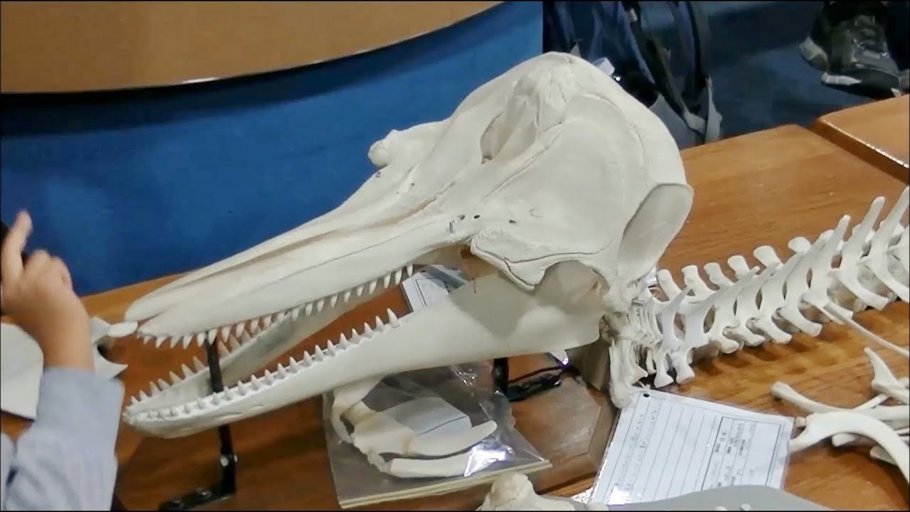 希少!!】イルカの骨 鯨類 骨6点セット イルカの飼育ミニ講座