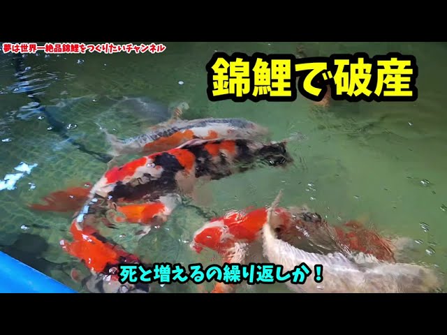 錦鯉愛好家の黒岩さんに、こいこいアクアの使用例を紹介していただき